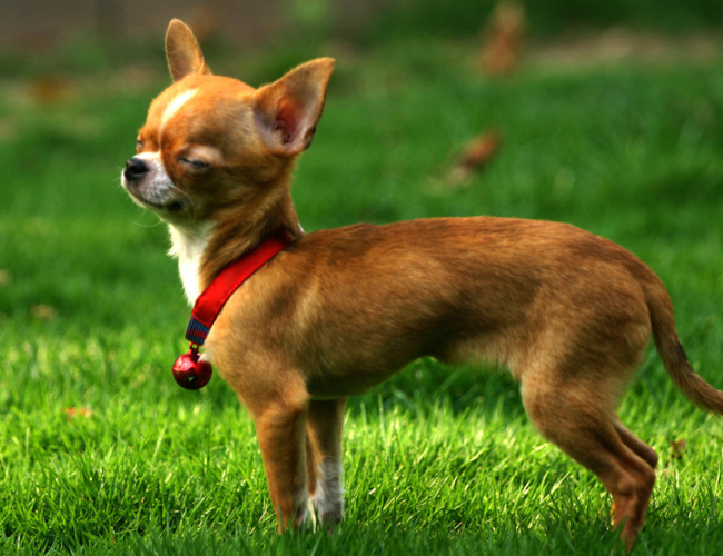 吉娃娃犬