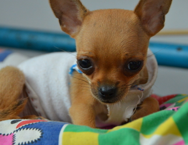吉娃娃犬