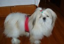 西施犬