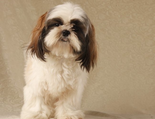 西施犬