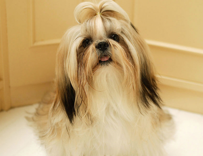西施犬
