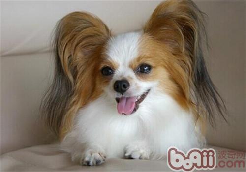 蝴蝶犬