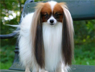 蝴蝶犬