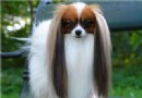 蝴蝶犬