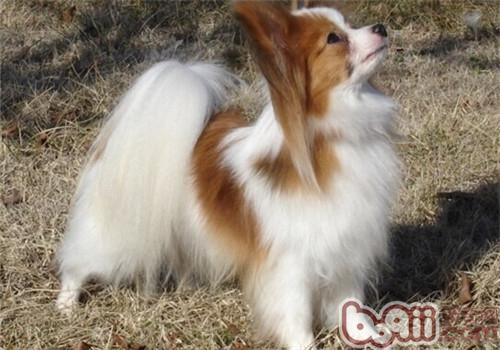 蝴蝶犬