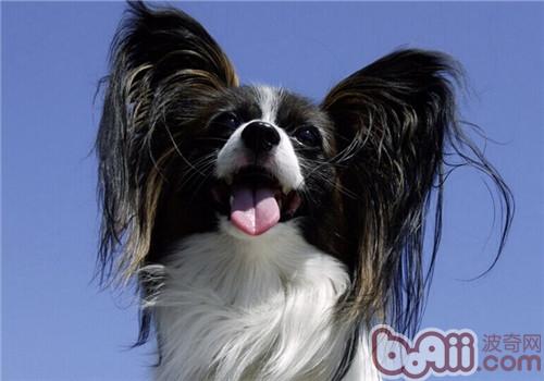 蝴蝶犬