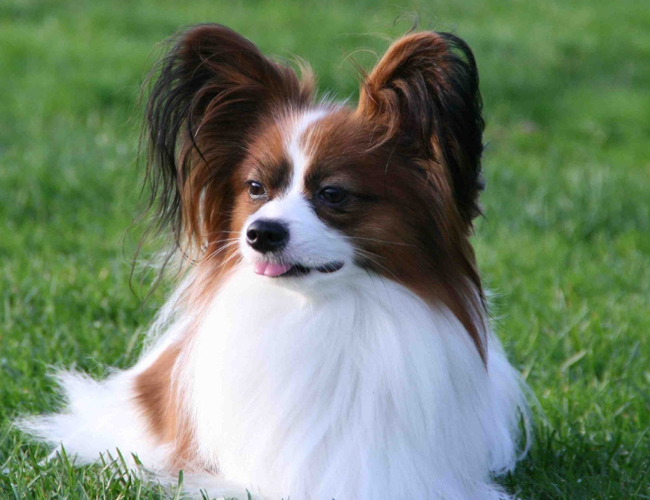 蝴蝶犬