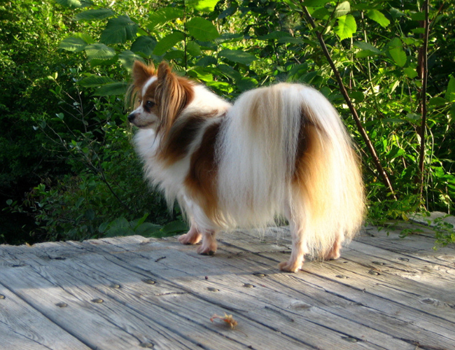 蝴蝶犬