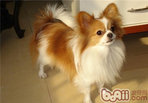 蝴蝶犬