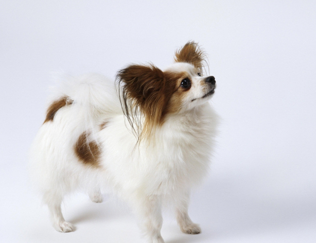 蝴蝶犬
