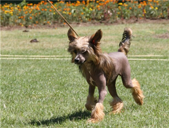 中國冠毛犬
