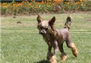 中國冠毛犬