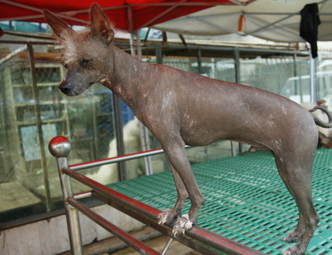 中國冠毛犬