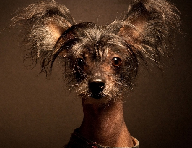 中國冠毛犬