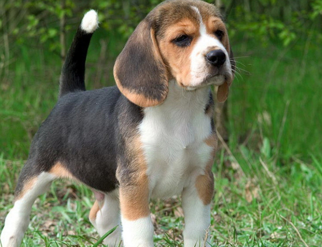 比格犬