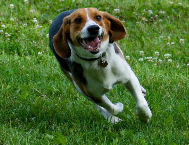 比格犬