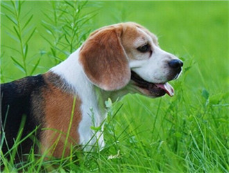 比格犬