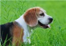 比格犬