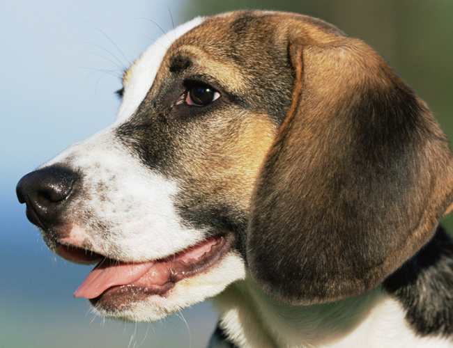 比格犬