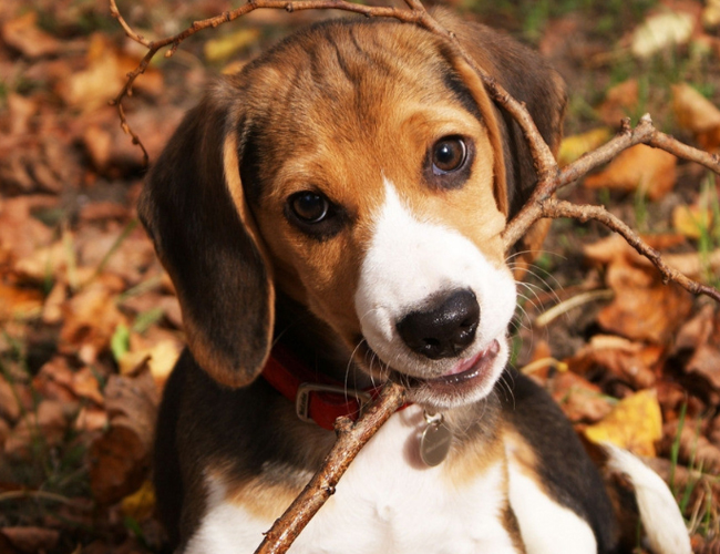 比格犬