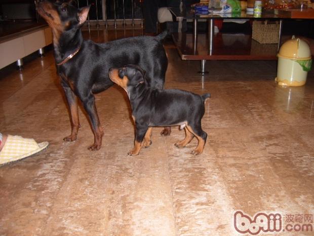 迷你杜賓犬