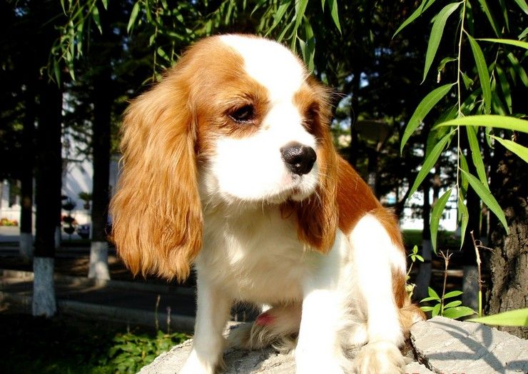 查理士王小獵犬