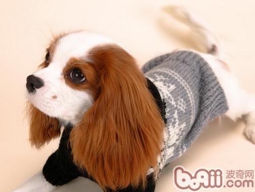 查理士王小獵犬
