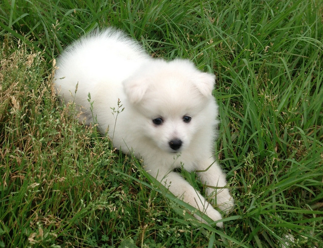 日本尖嘴犬