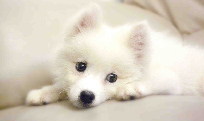 日本尖嘴犬