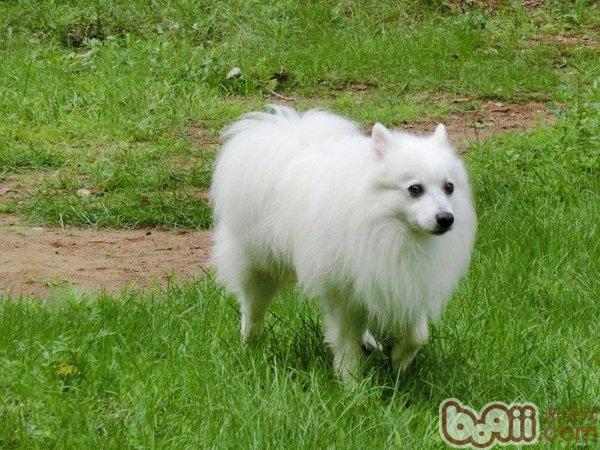 日本尖嘴犬