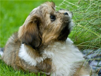 拉薩犬