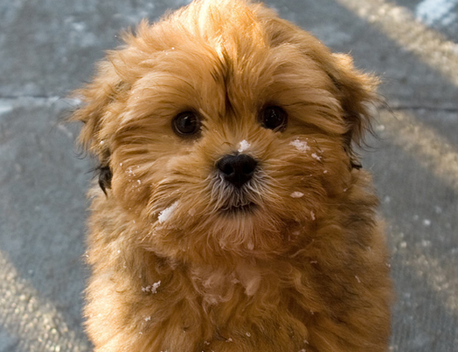 拉薩犬