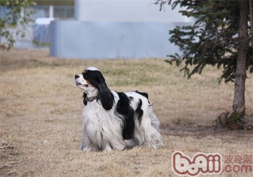 美國可卡犬