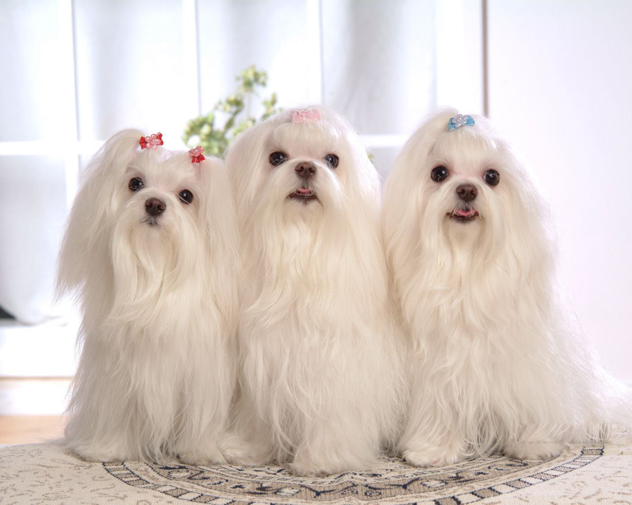 馬爾濟斯犬