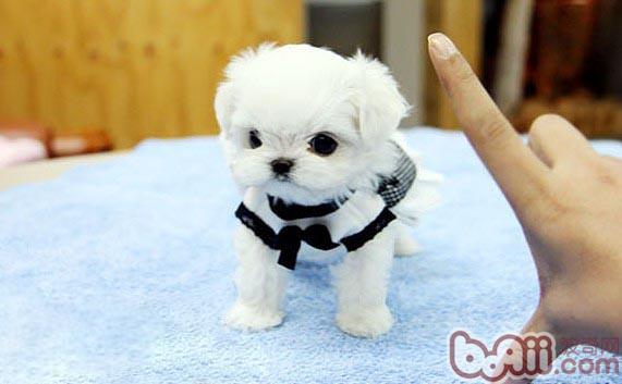 馬爾濟斯犬