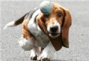 巴吉度獵犬