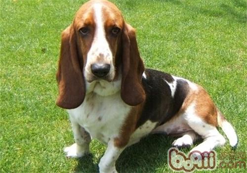 巴吉度獵犬