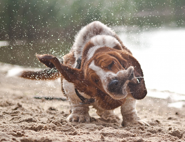 巴吉度獵犬