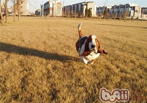 巴吉度獵犬