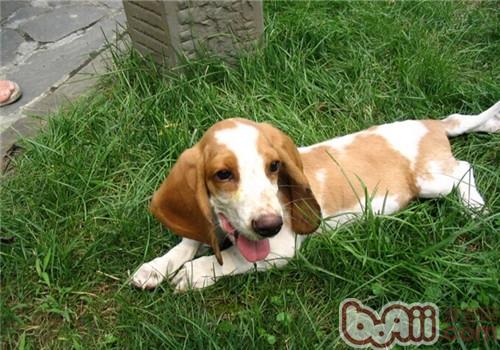 巴吉度獵犬
