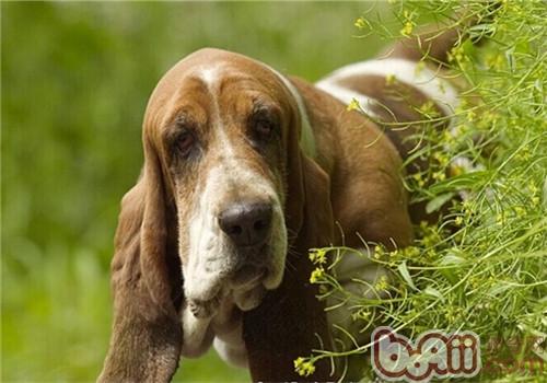 巴吉度獵犬