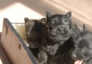蘇格蘭梗