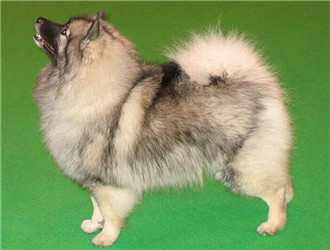 荷蘭毛獅犬