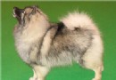 荷蘭毛獅犬