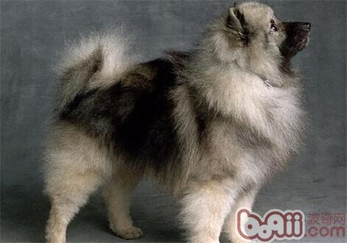 荷蘭獅子犬