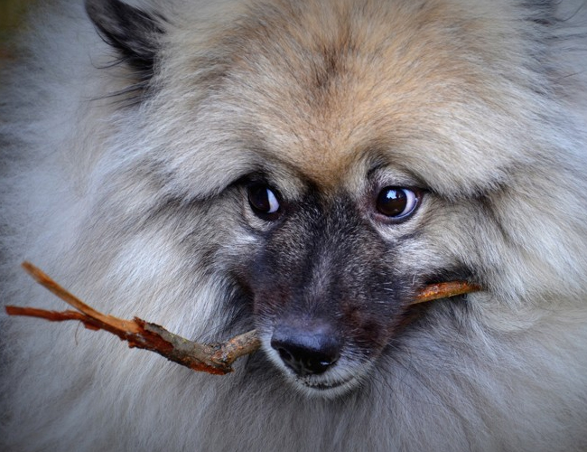 荷蘭毛獅犬