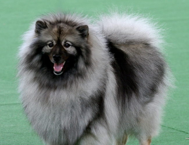 荷蘭毛獅犬