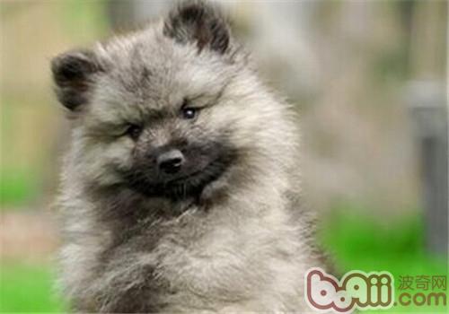荷蘭獅子犬