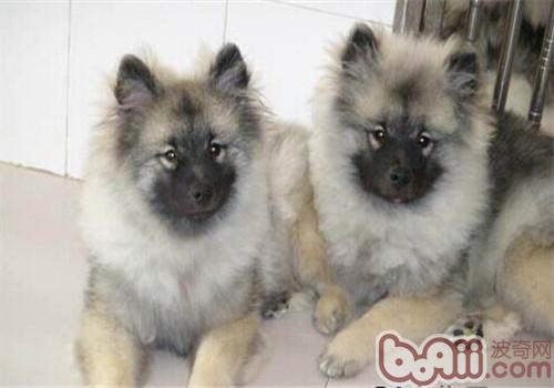 荷蘭獅子犬