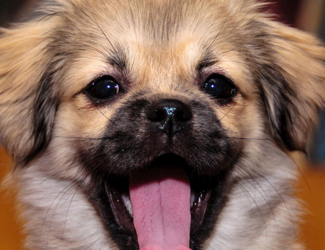 西藏獵犬